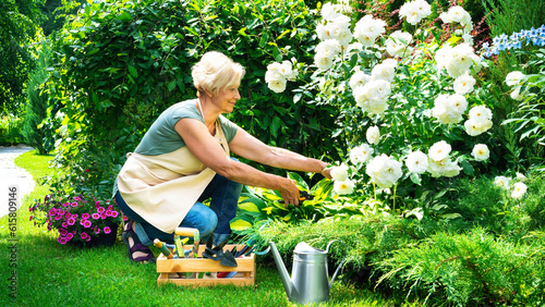 A beautiful senior lady is cutting her roses in the garden. Landscape designer at work. A smiling elderly woman gardener is caring for flowers and plants in a mixed border. Hobby in retirement.
