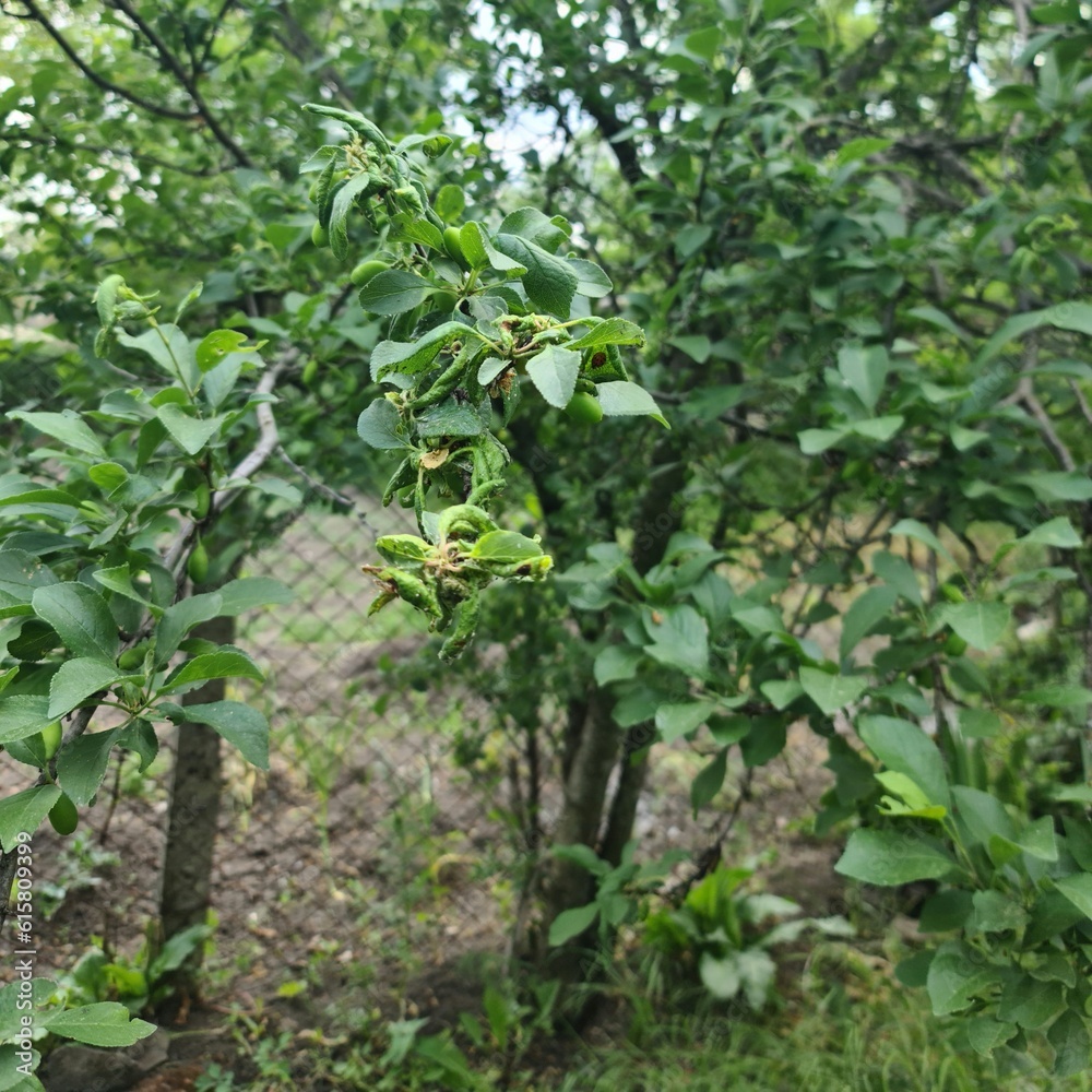 A close-up of some plants