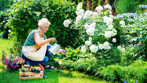 A smiling elderly woman gardener is watering flowers in a mixed border. Free time hobbies for seniors. An elderly lady in an apron is watering roses in a flower bed using a metal watering can.