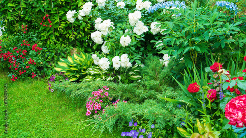 Fototapeta Naklejka Na Ścianę i Meble -  Mixed border ideas for home flower garden. Beautiful flower garden with white roses, delphiniums, hostas, junipers. Landscape design of the garden in the English style.