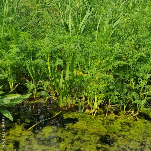 A stream of water surrounded by green plants