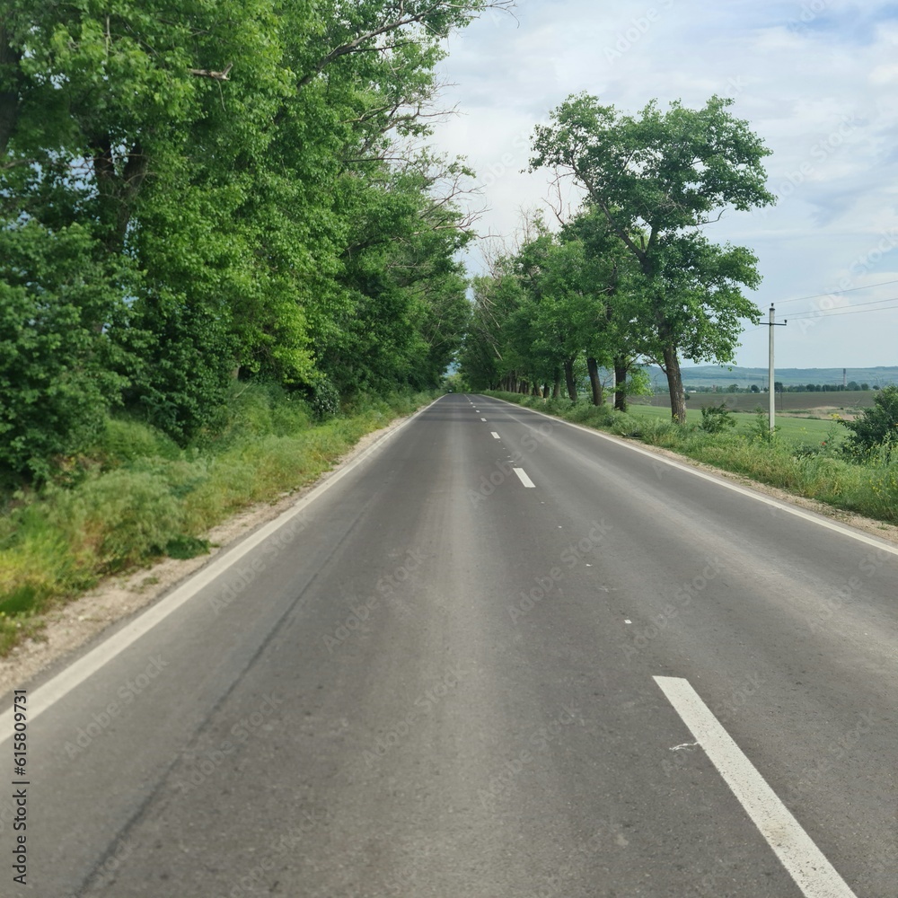 A road with trees on either side