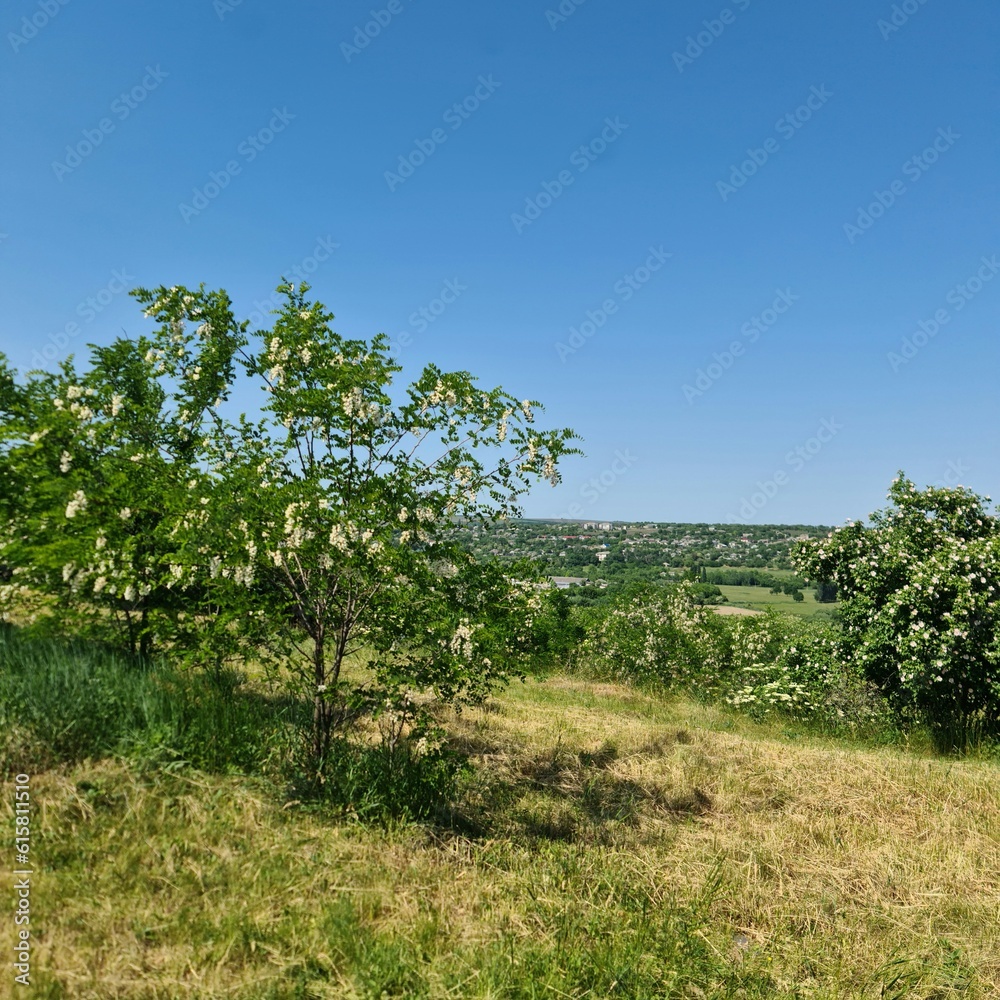 A group of trees in a grassy field A group of trees in a grassy field