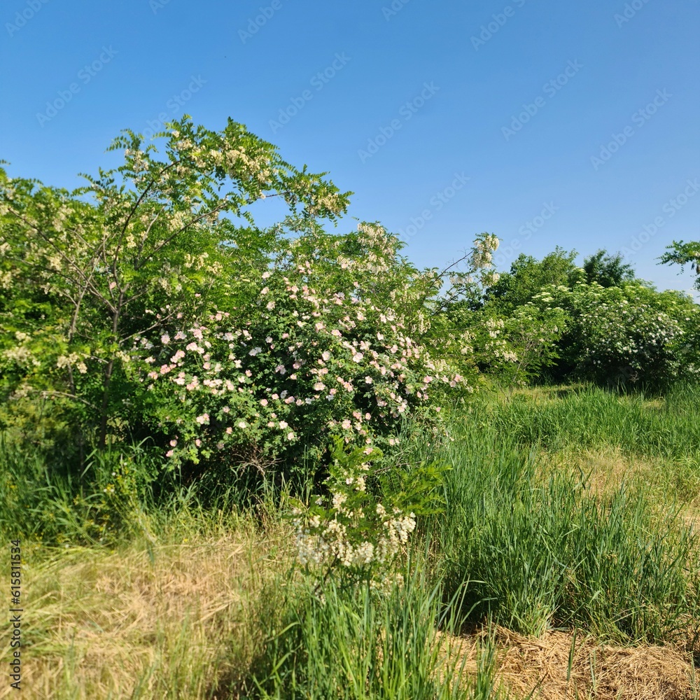 A bush with white flowers
