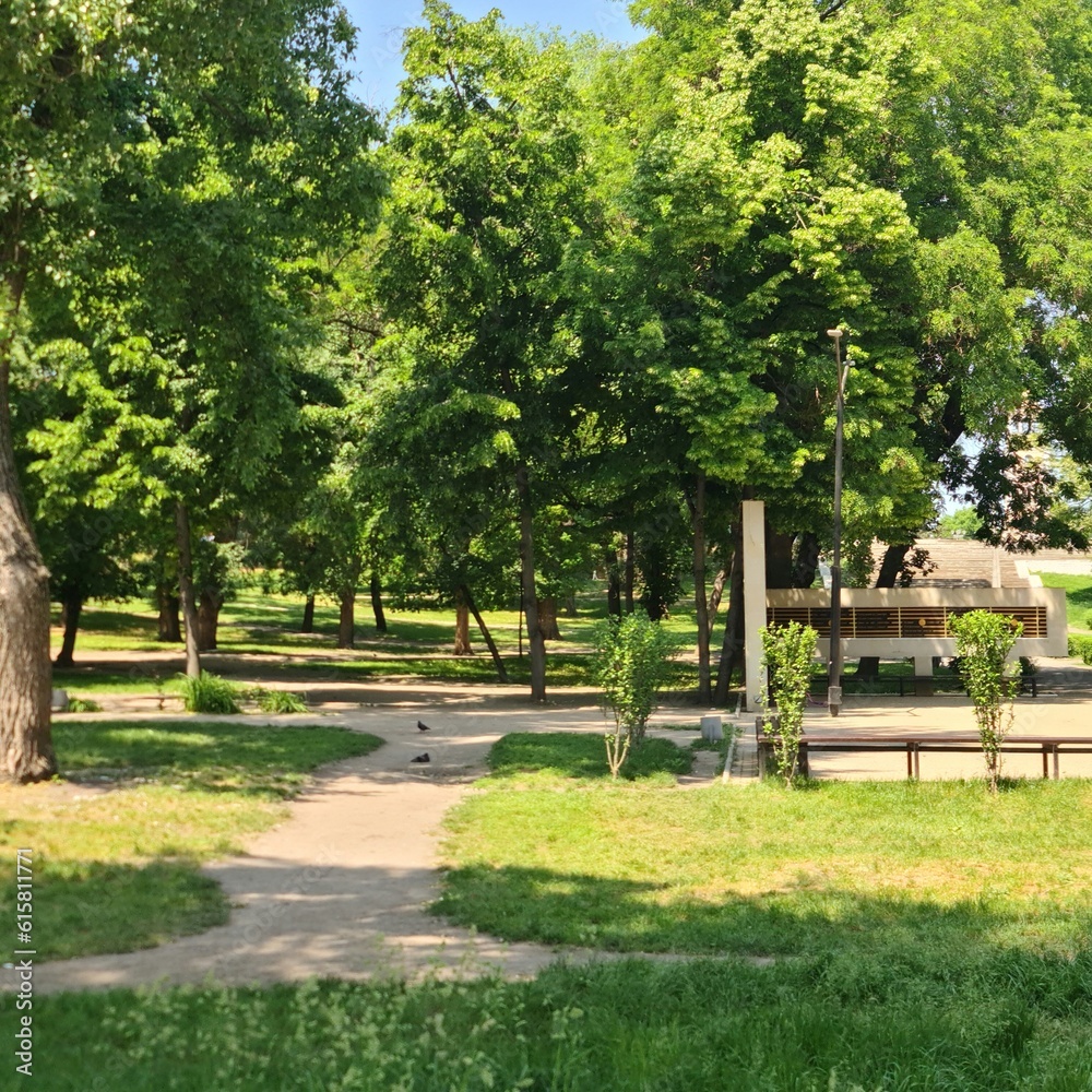 Fototapeta premium A path with trees and grass