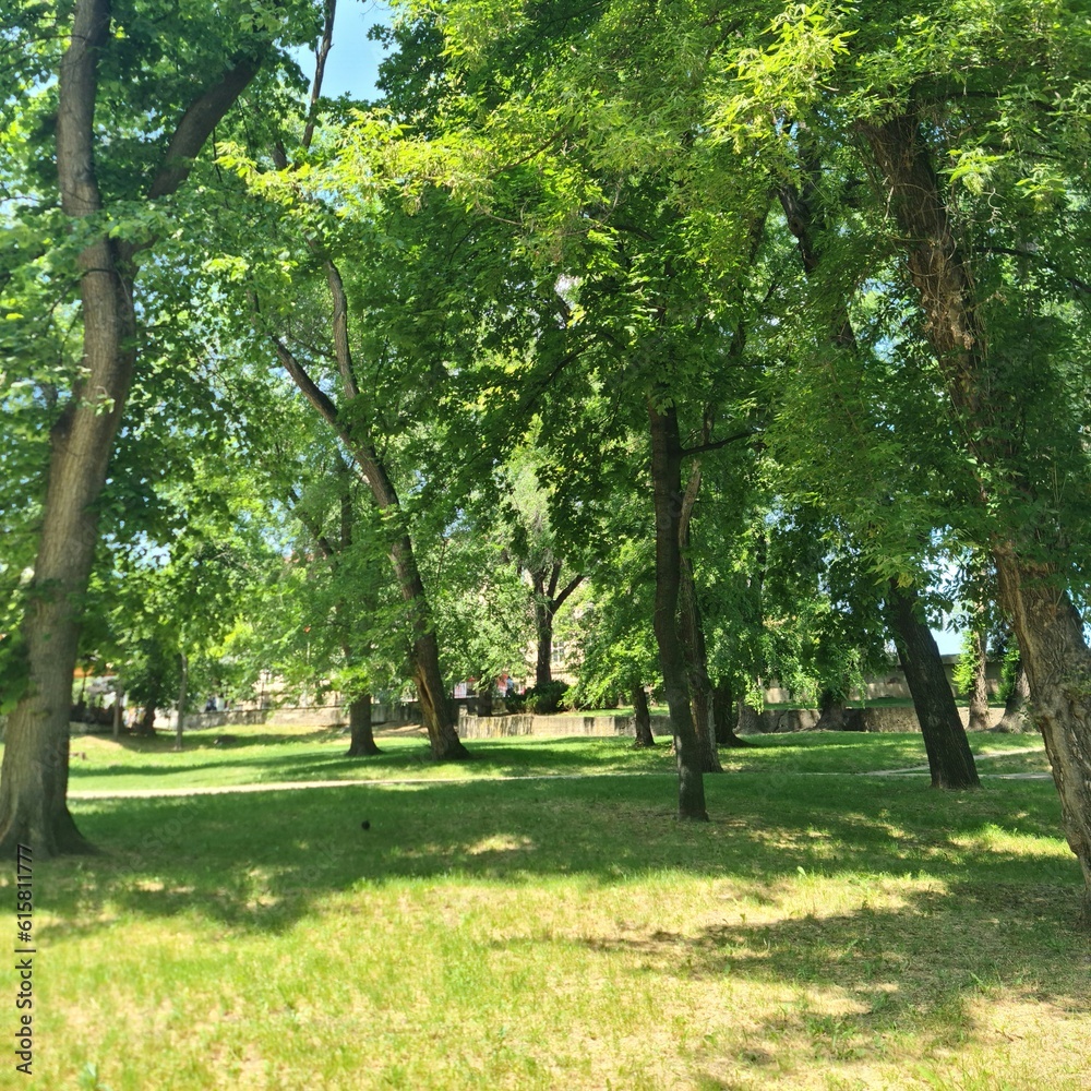A grassy area with trees in the background