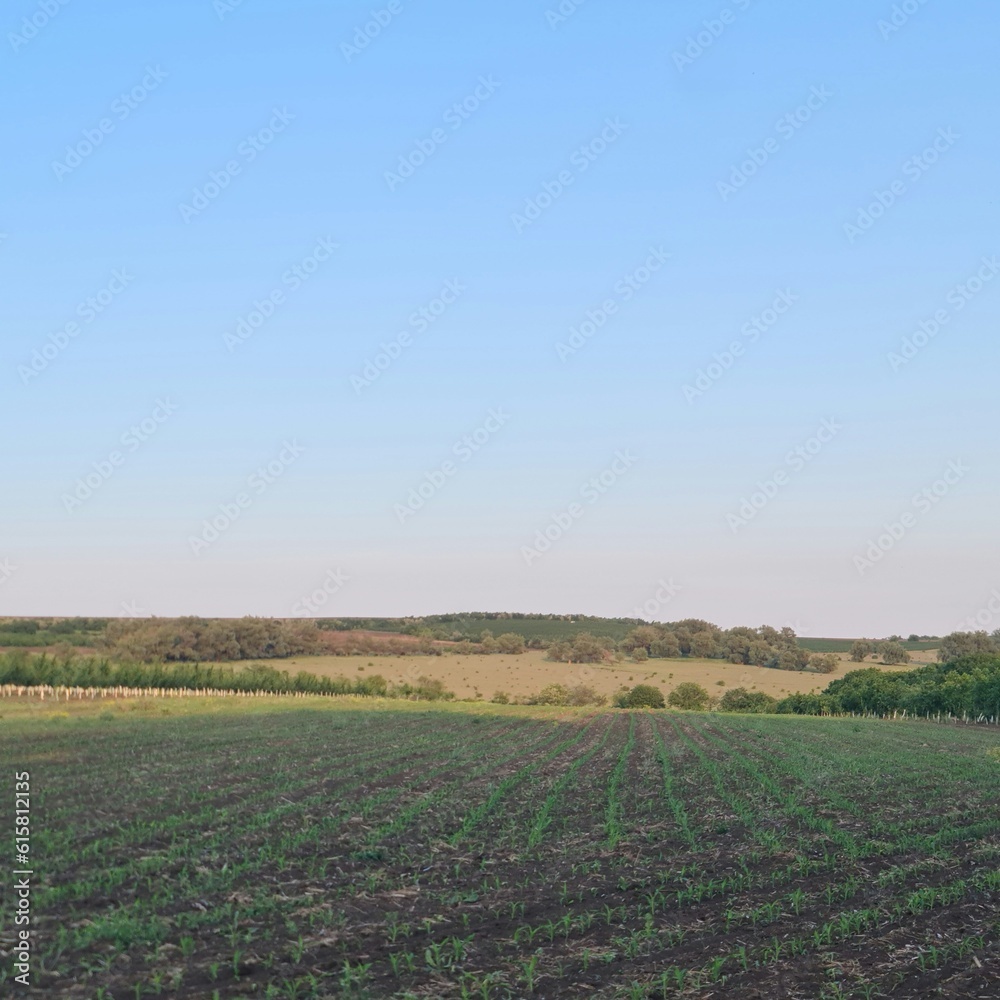 A field with crops and a blue sky