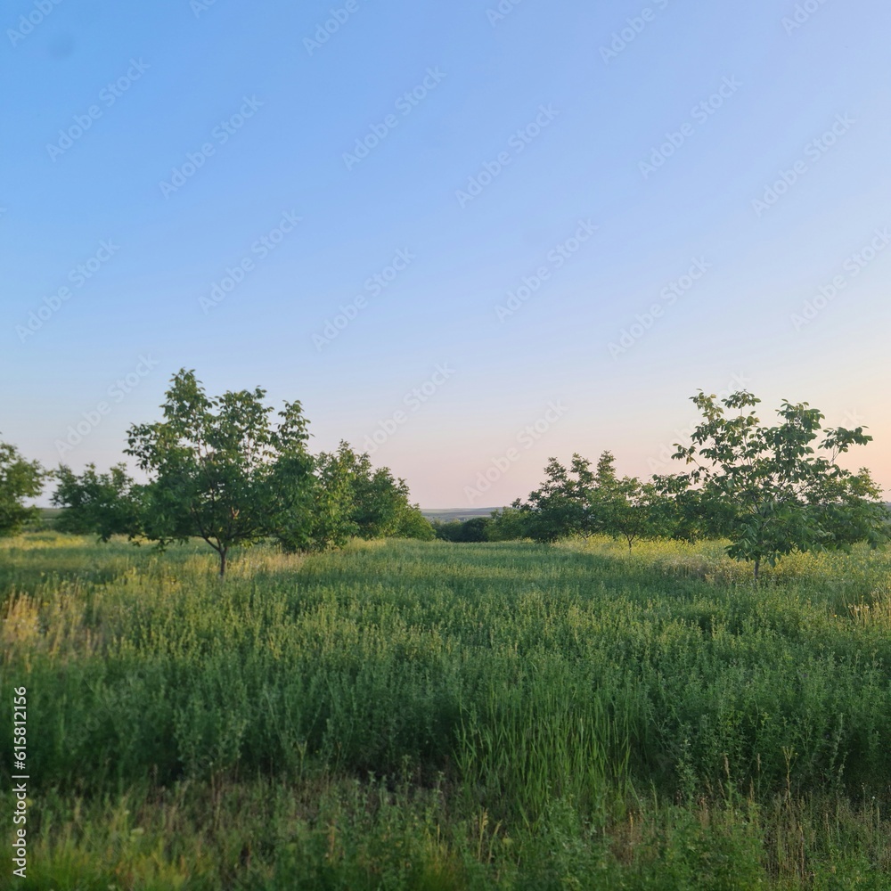 A grassy field with trees in the background A grassy field with trees in the background