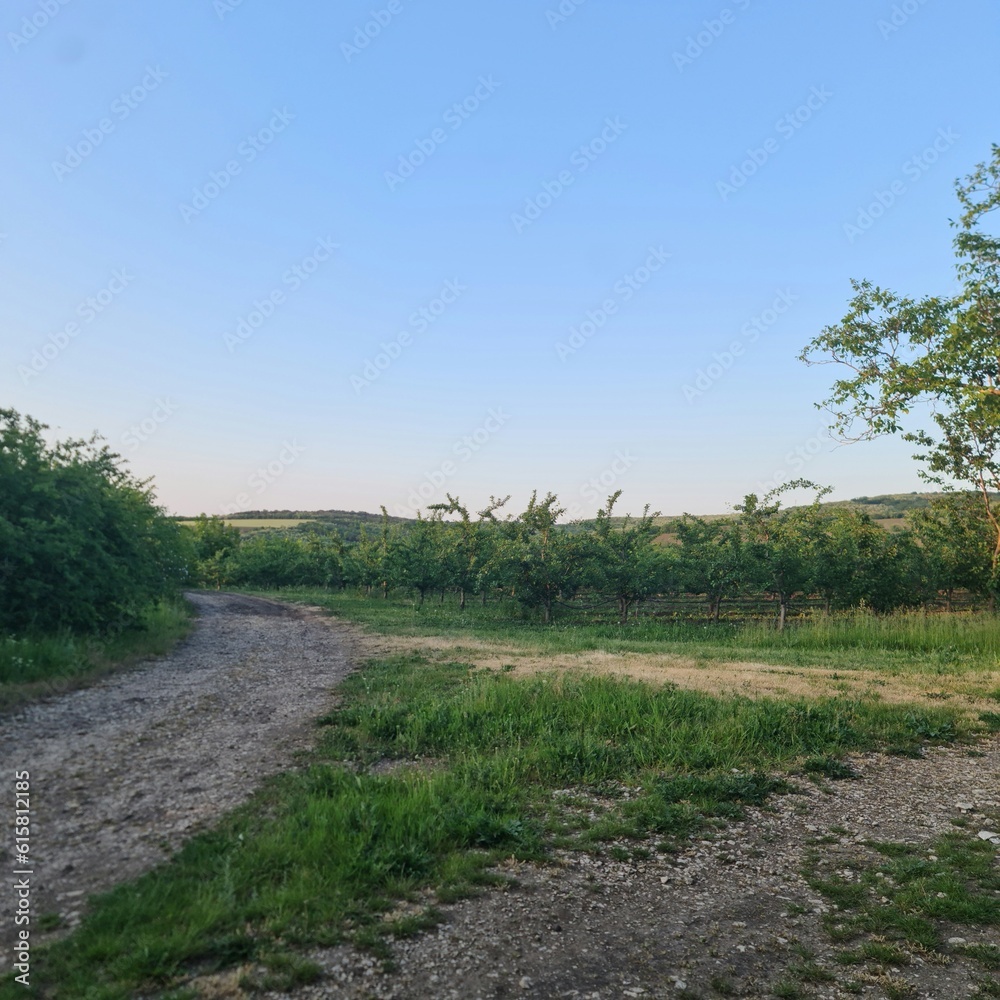 A dirt road with trees and grass A dirt road with trees and grass