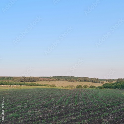 A field with crops and a blue sky