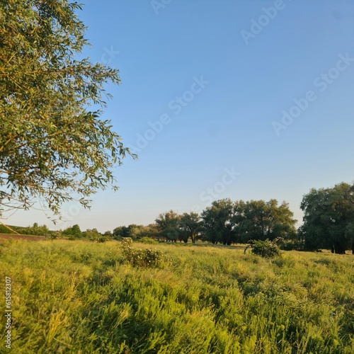 A grassy field with trees in the background