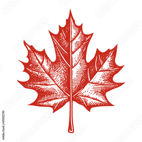 red maple leaf vintage sketch, Canadian symbol