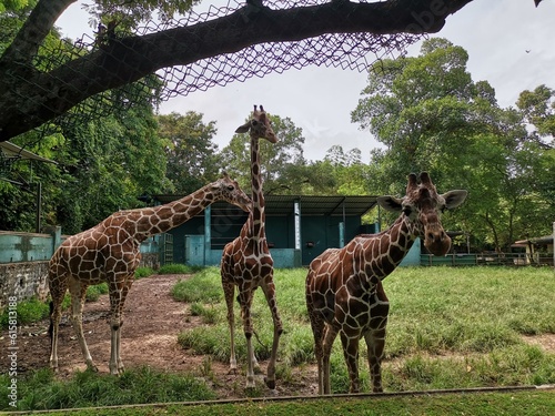 Photography giraffe in the zoo
