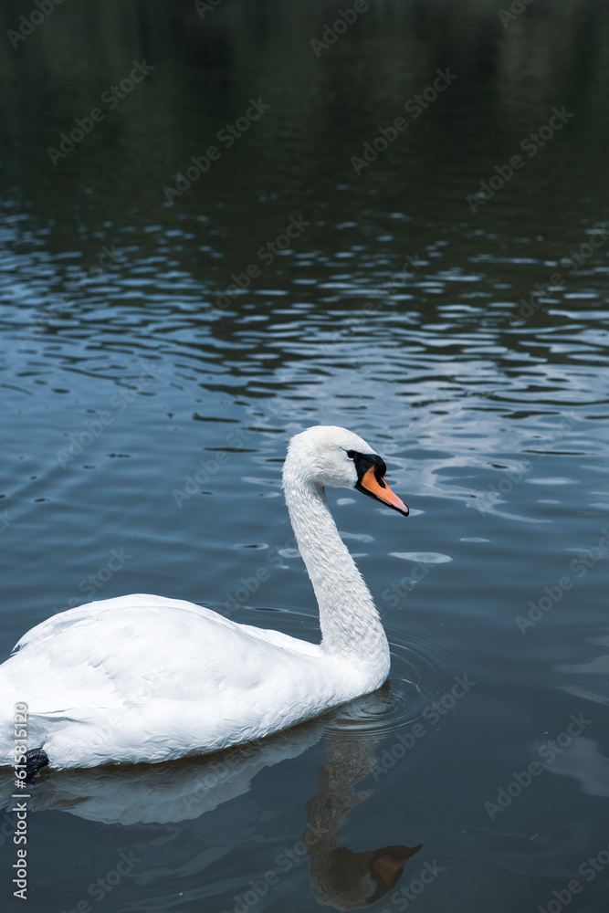 Beautiful white swans swimming on a lake in the park. Beautiful white swans swimming on a lake in the park.