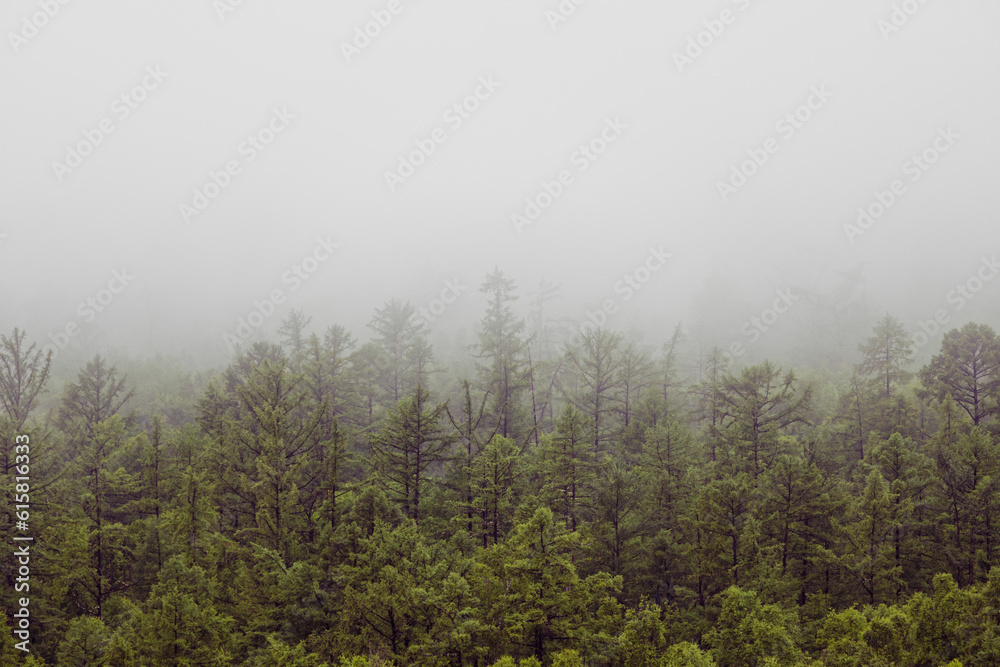 The larch forest in foggy weather, atmosphere looks scary. Dark tone and vintage image. Scenery of trees in dense mist, landscape in mountains, Bailkal lake, mysterious environment, abstract