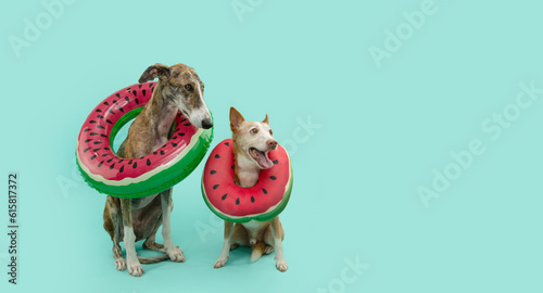 Summer pets. Houng and greyhound inside of a watermelon float ring. Isolated on blue background photo