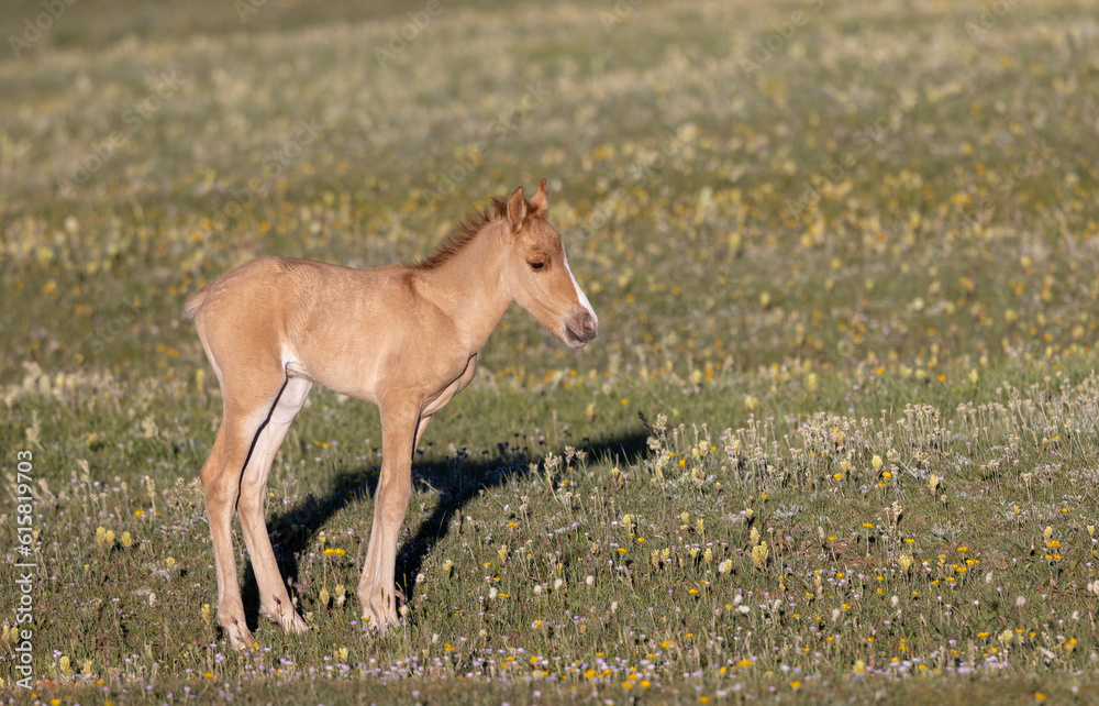Cute Wild Horse Foal in the Pryor Mountains Montana in Summer Cute Wild Horse Foal in the Pryor Mountains Montana in Summer