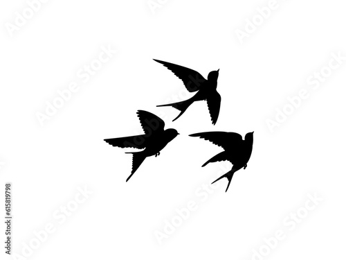 illustration of a flying birds © JUHI