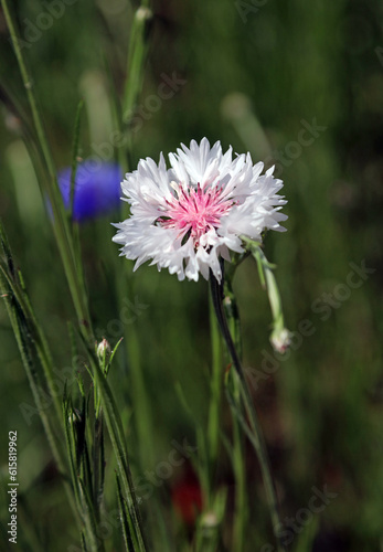 White and pink Cornflower bloom, Somerset, England
 photo