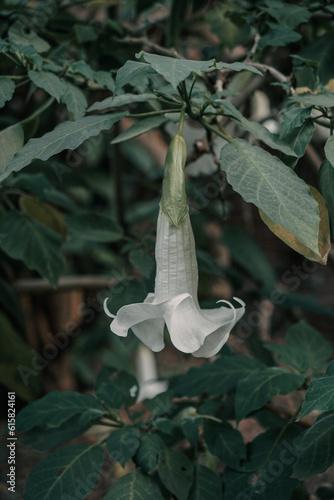 Bilde på lerret foto con forma de campana fondo verde con hojas