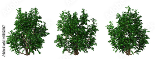 Green tree parrotia persica on transparent background  png plant  3d render illustration.