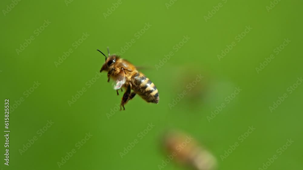 Flying Bee, Low Depth of Focus, Green Background. Filmed on High Speed Cinema Camera, 1000fps. Super Macro Shot. Flying Bee, Low Depth of Focus, Green Background. Filmed on High Speed Cinema Camera, 1000fps. Super Macro Shot.