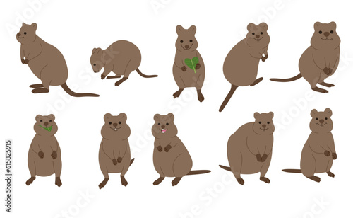 quokka  collection 1 cute on white background, vector illustration. 