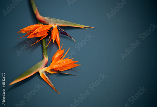 tropical exotic  flowers and leaves on blue background
