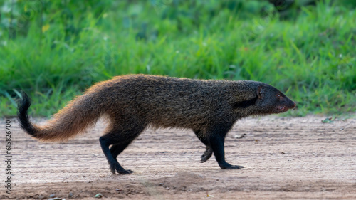 stripe-necked mongoose (Urva vitticolla)	 photo
