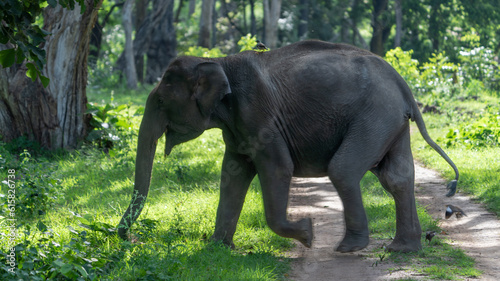 The Asian elephant (Elephas maximus), also known as the Asiatic elephant
