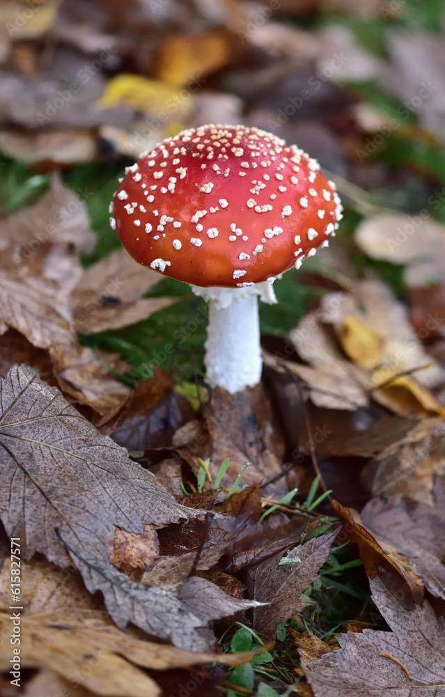 Amanita muscaria fly agaric mushromm and leaves in autumn, close-up Amanita muscaria fly agaric mushromm and leaves in autumn, close-up