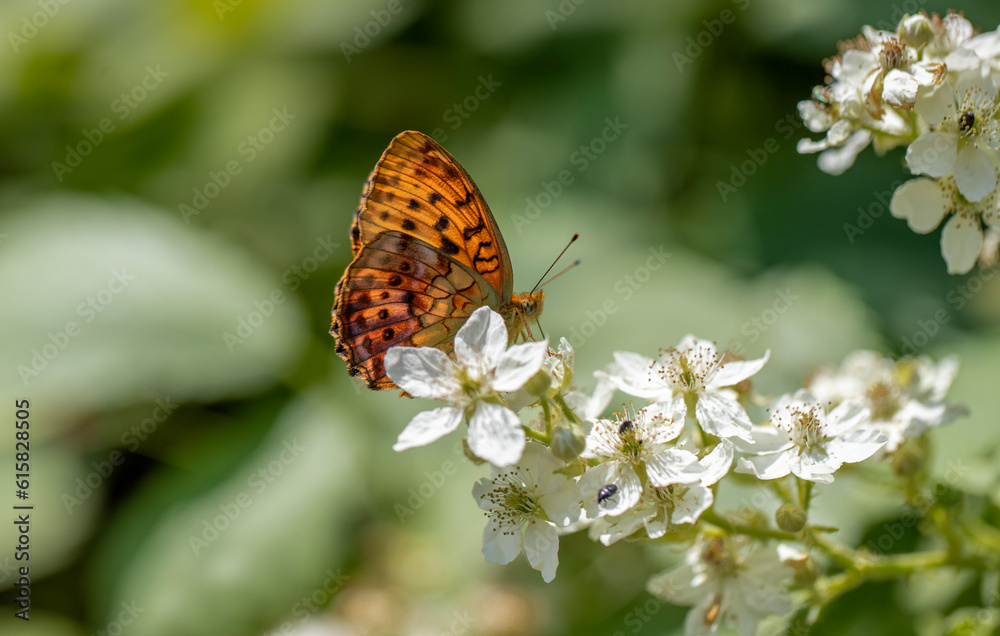 Blackberry Brentice butterfly (Brenthis daphne) on plant Blackberry Brentice butterfly (Brenthis daphne) on plant