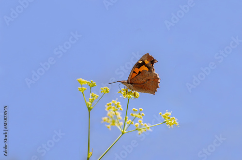 Hackberry Butterfly (Libythea celtis) on a blackberry plant photo