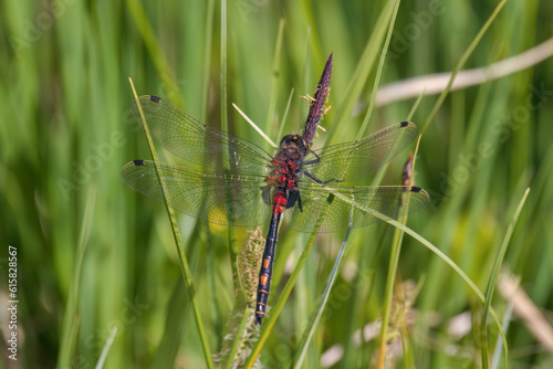 northern white-faced darter in a high moor a nature reserve at a sunny summer day