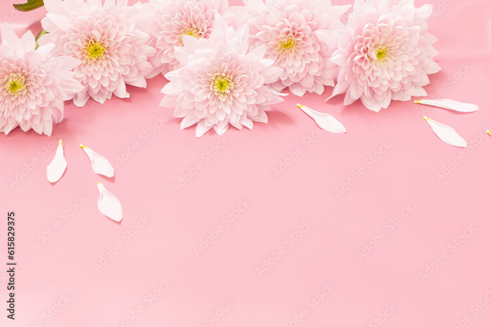 pink chrysanthemums on pink background