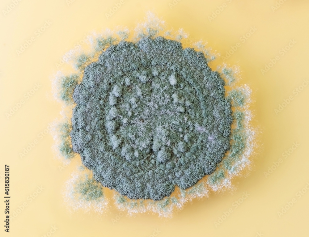 A colony of a common fungus seen at high magnification A colony of a common fungus seen at high magnification