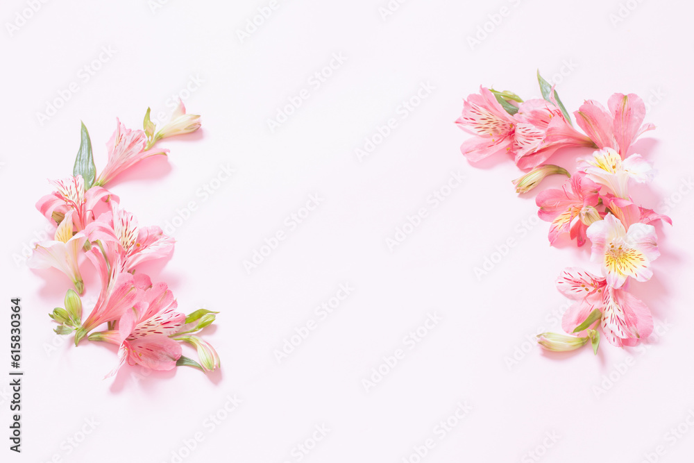 alstroemeria flowers on pink background alstroemeria flowers on pink background