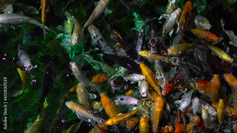 Lots of colorful koi fish are coming out of the water and waiting for food. Japanese fish in the aquarium.