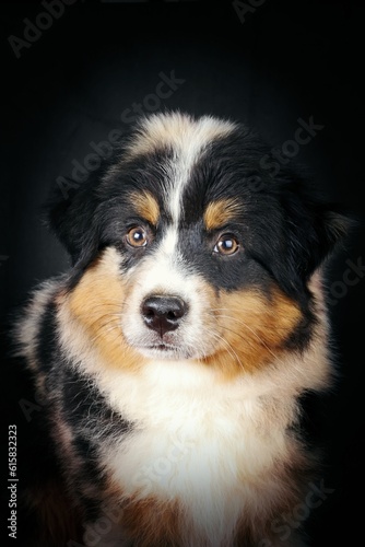 portrait of American shepherd miniature on black background 