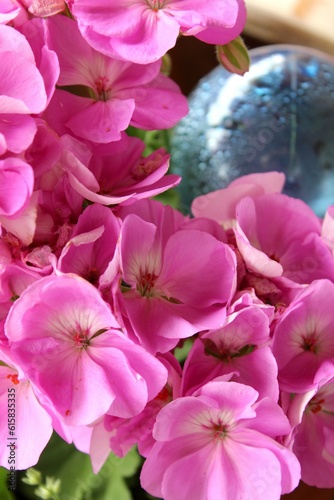 Geranie mit rosa Blüten. Im Hintergrund rechts eine blaue Kugel, die Wasser spendet (Unschärfe). Nahaufnahme.