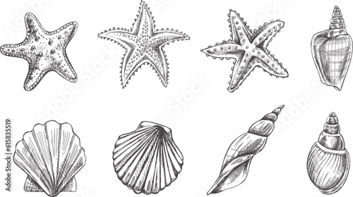 Seashells,  marine Starfish, scallop seashell vector set. Hand drawn sketch illustration. Collection of realistic sketches of various  ocean creatures  isolated on white background.