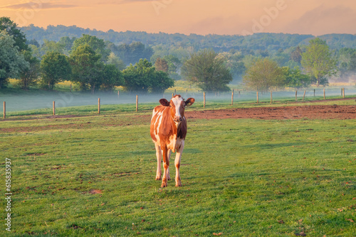 Brown and white heifer holstein cow in her pasture © Michael O'Neill