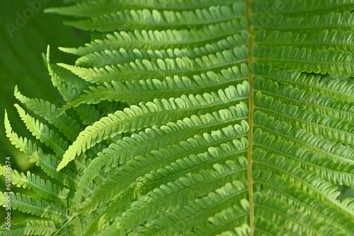 Texture of fern leaves close-up  soft green fern leaf close-up illuminated by the rays of the sun  the surface of the fern leaf  sustainable development  The texture of fern leaves is characterized