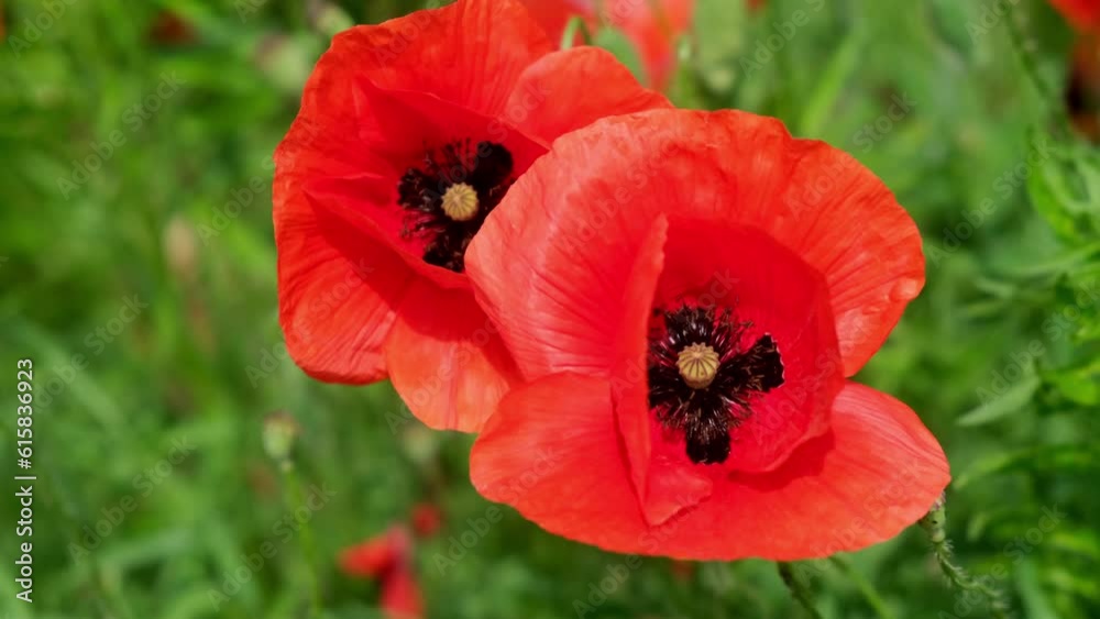 Red poppies flowers bloom swaying on blue sky close up from wind in meadow in national reserve in spring slow motion at sunset in sun lens flares. Go Everywhere. Nature concept Red poppies flowers bloom swaying on blue sky close up from wind in meadow in national reserve in spring slow motion at sunset in sun lens flares. Go Everywhere. Nature concept