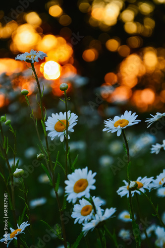 Field of chamomile flowers close-up. Beautiful nature scene with blooming medical daisies at sunset. Alternative medicine is a wonderful meadow. Summer background. The beauty of nature