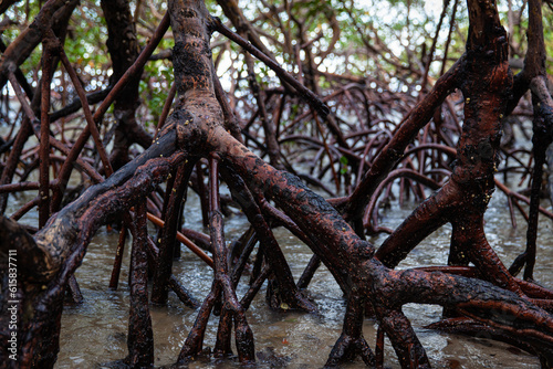 Mangrove roots at the coast in Moreré, Bahia, Brazil