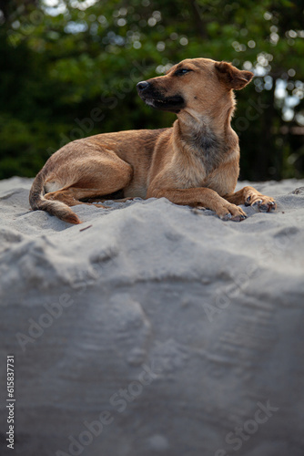 Dog relaxing at the beach