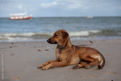 Dog relaxing at the beach