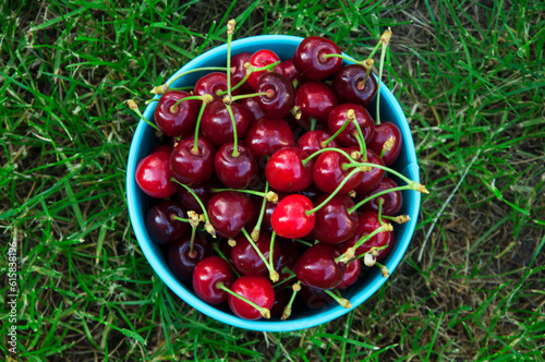 ripe red cherries in a turquoise cup on a grass background. a lot of sweet cherries on a green texture.the concept of making cherry jam