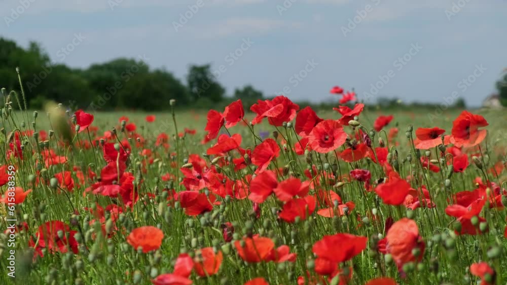 Walk in the poppy field. Camera moves between the flowers of red and white poppies. Walk in the poppy field. Camera moves between the flowers of red and white poppies.